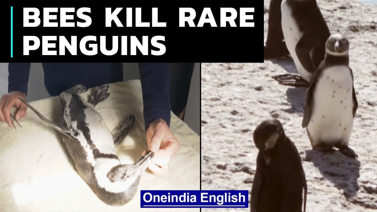 South Africa: A swarm of bees kills endangered...