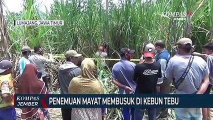 Mayat Membusuk di Kebun Tebu, Polisi Selidiki Penyebab Kematian