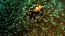 Clown Fish Hiding On Sea Anemone