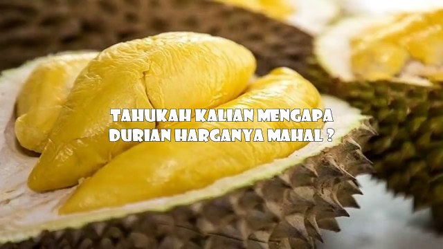 HIBURAN KOPLAK BUAT WARGA +62 - ASUPAN GIZI SEIMBANG - LUCU BANGET BIKIN NGAKAK Juli 2021 # 7