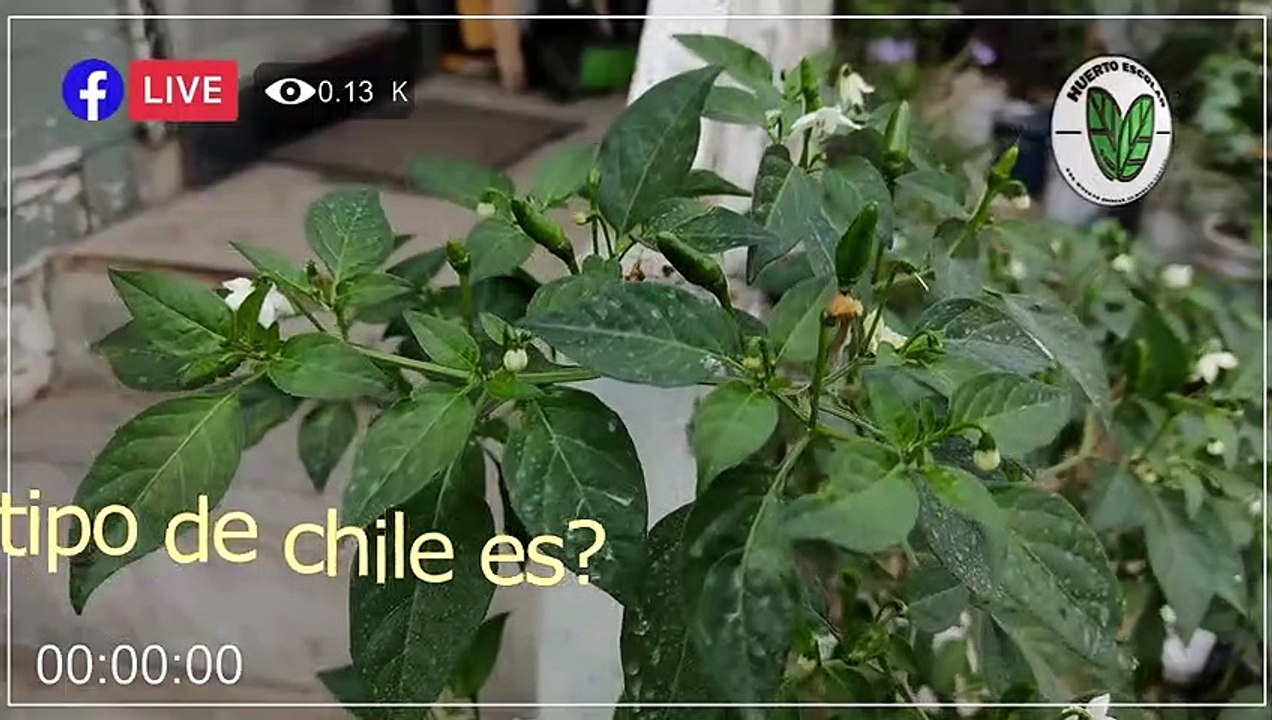 ¿Qué chile es?
