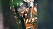Beautiful Deer HD Videos | Amazing View Of Deer In Jungle | Animal Videos | All4U