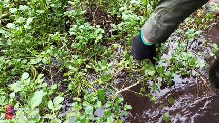 HIKING DI HUTAN-SAYUR SELADA-TEMPE GORENG