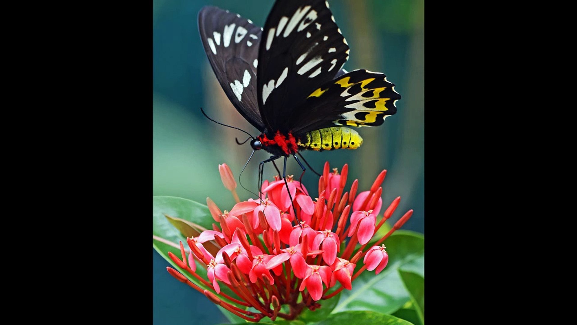 Meditation Music I Soothing Music I Relaxation music