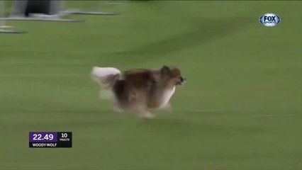 Amazing Pomeranian Dog runs like a Cheetah - Must Watch Video