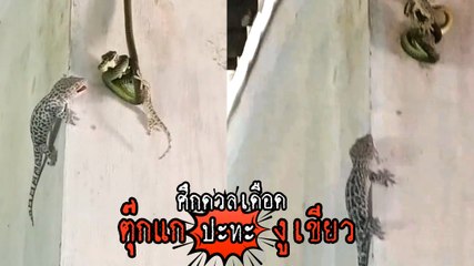 ใครจะอยู่ใครจะไป งูเขียว VS ตุ๊กแก ตอนจบพีคมาก !