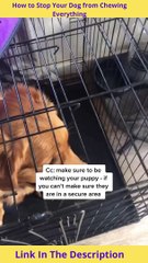 How to Stop Your Dog from Chewing Everything