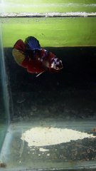 Betta fish red koi galaxy