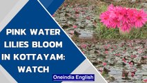 Kottayam: Water lilies turn paddy fields pink, offer rare sight | Oneindia News