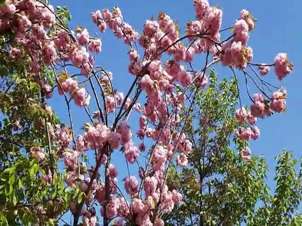 Ambient Study Music To Concentrate | Deep Focus Music | For studying and work