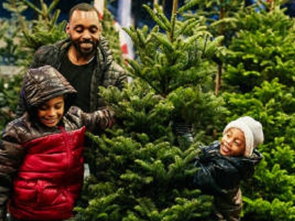 Knapp und teuer: Großbritannien gehen die Weihnachtsbäume aus