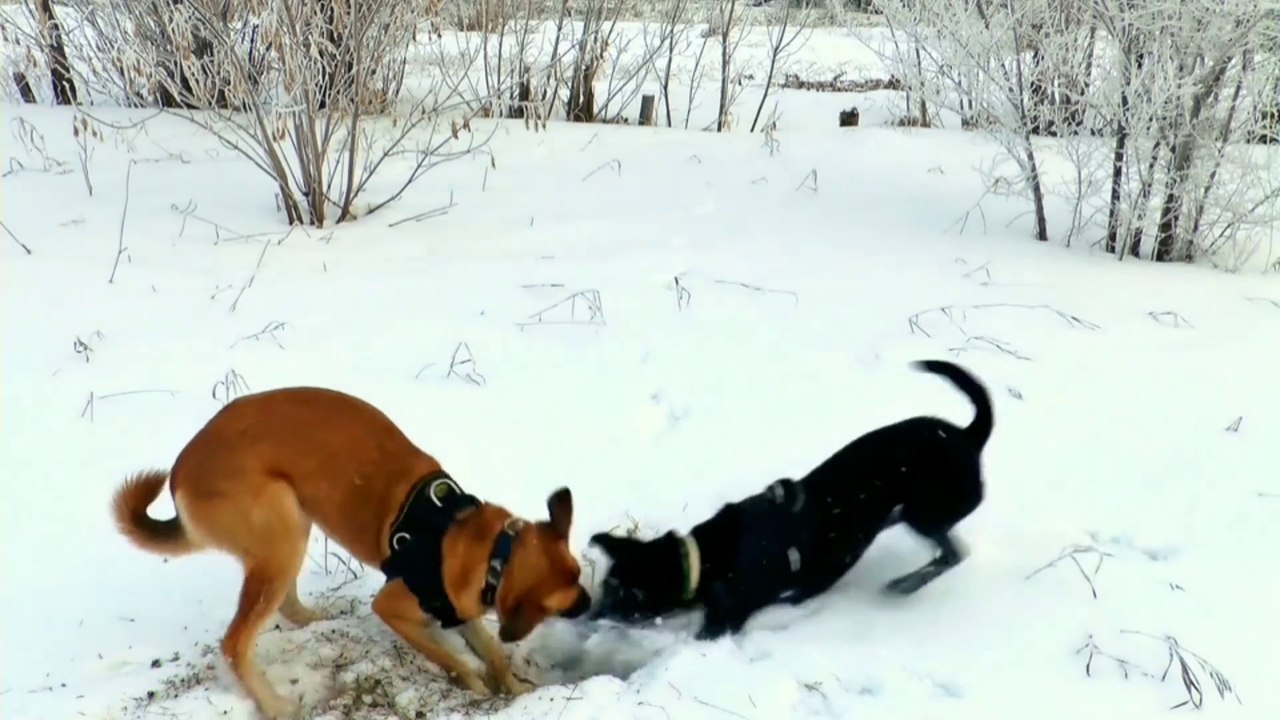 Two American dog searching something new & both they are spending quality time | Dog sitting on a sofa | Dog Dancing in the room