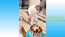 Funny and Cute Cat's Life  Cats and Owners are the best friends Videos