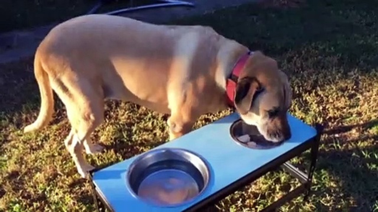 Small puppy living in a lovely cage with his best friend | Dog enjoying his Beautiful moment & playing different games