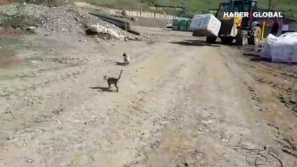 Yavru kedi ve köpeğin dostluğu görenleri hayran bırakıyor