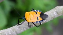 واحدة من أغرب الحشرات التي ستراها في حياتك - One of the strangest insects