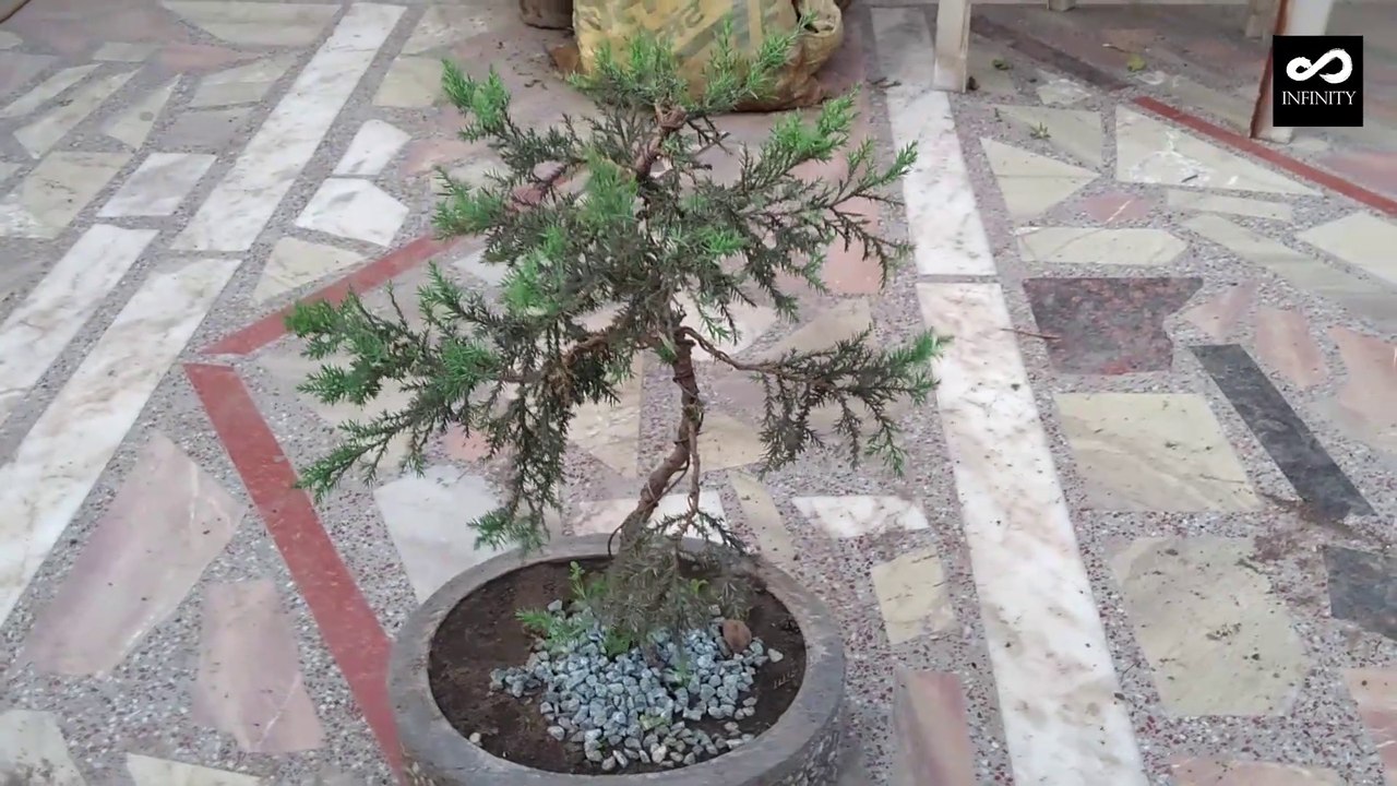 Bonsai - A look of my Bonsai Trees