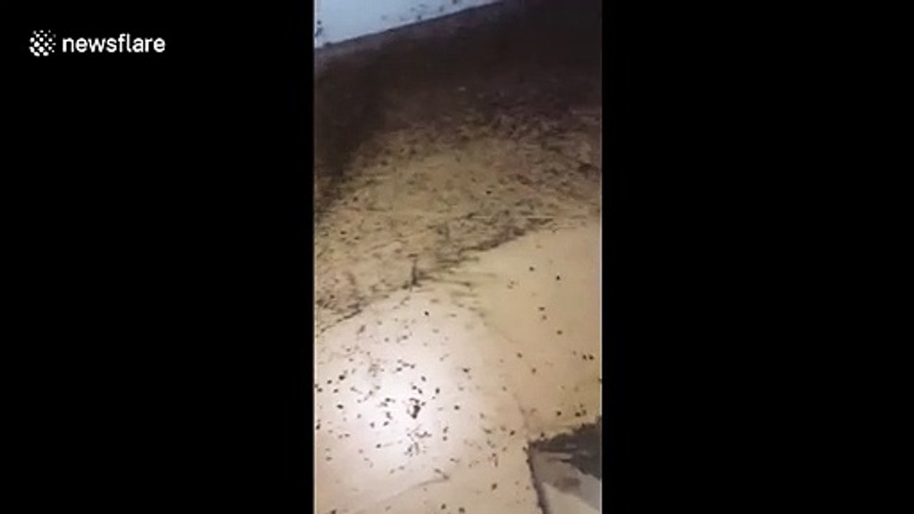 Une maison infestée de milliers d'insectes