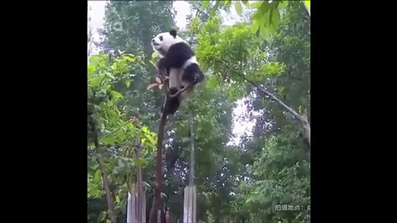 Un panda un peu trop ambitieux