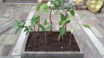 How to make Ficus Bonsai Forest - Ficus Religiosa and Ficus Virens