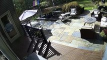 Black Bear Family Enjoys a Dip in the Pond