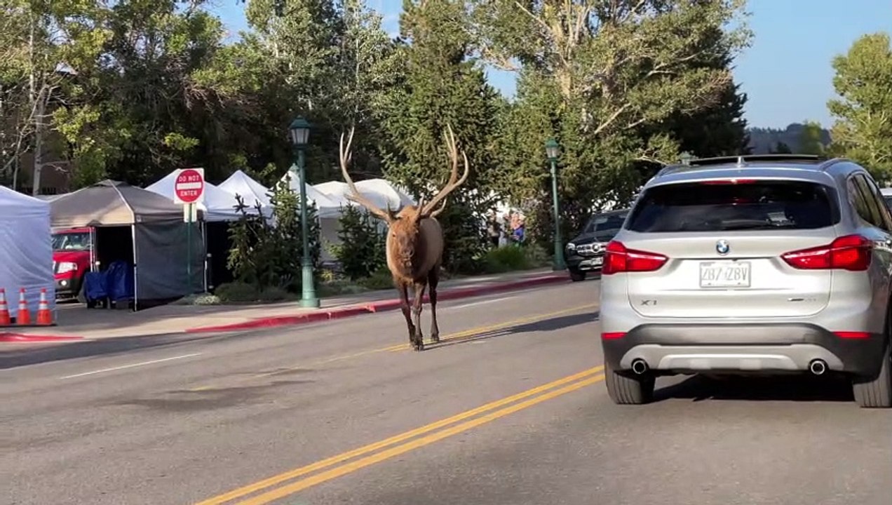 Massive Bull Elk Causes Traffic Jam in Estes Park