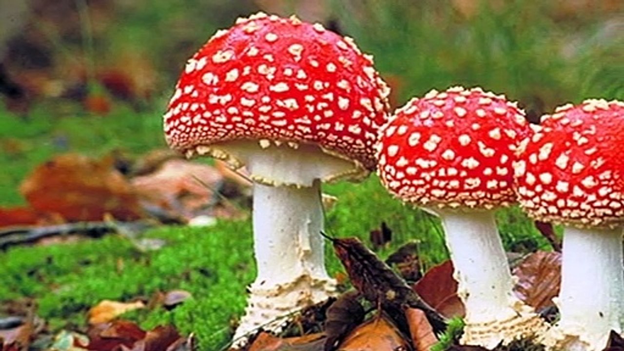 World’s Deadliest l Fly Agaric l Amanita Muscaria l I Memory