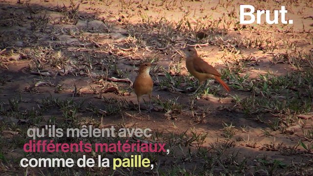 Comment les fourniers construisent leurs nids