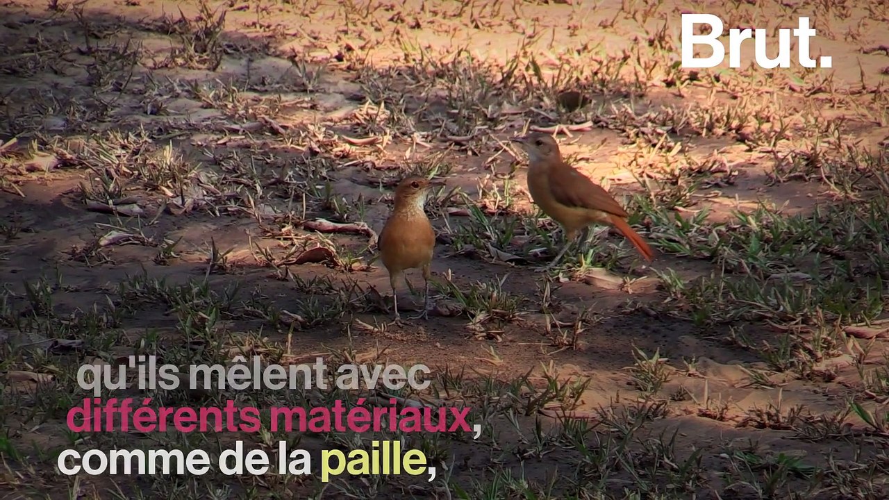 Comment les fourniers construisent leurs nids