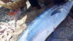 Amazing Seer Fish Cutting Skills_Expert Cutting Seer Fish In Kasimedu Fish Market ( 480 X 854 )