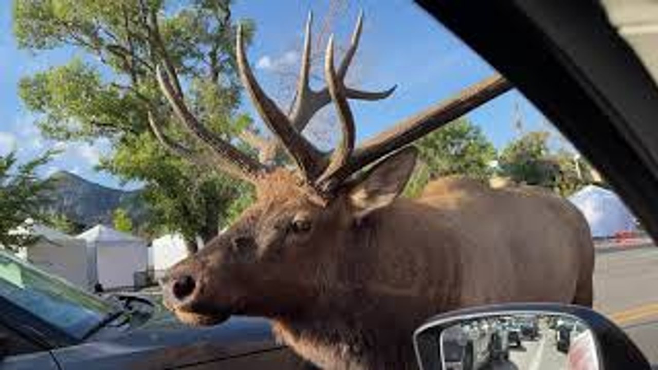 Massive Bull Elk Causes Traffic Jam in Estes Park