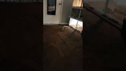 Funny Looking Dog Comes on Command