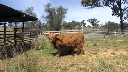 Sydney-based highland cattle owners in lockdown use tech to keep tabs