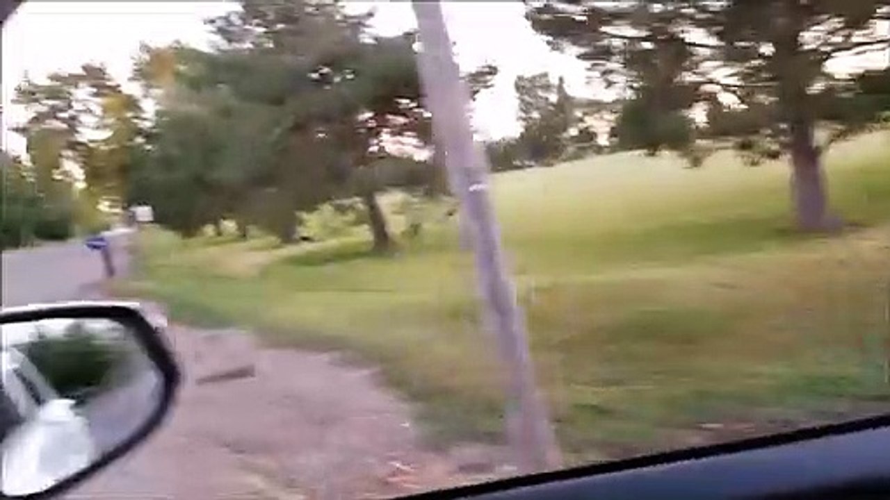 Racoons