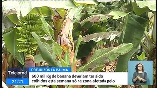Produção de banana em La Palma está em risco nos próximos anos