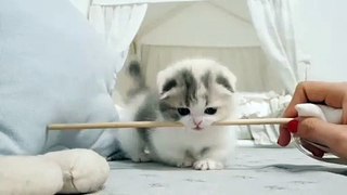 It's Fast Motion Time - Cats Too Cute To Ignore