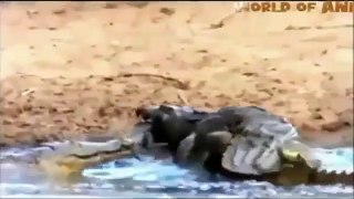 Crocodile Attack Monkey Baby [Documentary Animal and Nature ]