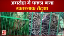 Leopard in Cage : अमरोहा में फिर पकड़ा गया तेंदुआ | Leopard Caught Again in Amroha