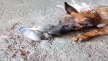 Yaralı olarak sahiplenilen yavru güvercin ile köpeğin dostluğu yürekleri ısıttı