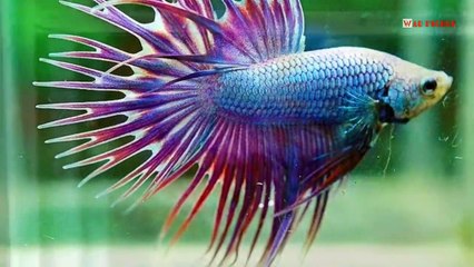 20 types of betta fish native to Indonesia !!