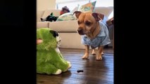Cute And Funny Pets Try Not To Laugh To These Pets Compilation #7 Cutest Lands