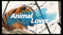 The Cheetah |Animal Lover |Animals