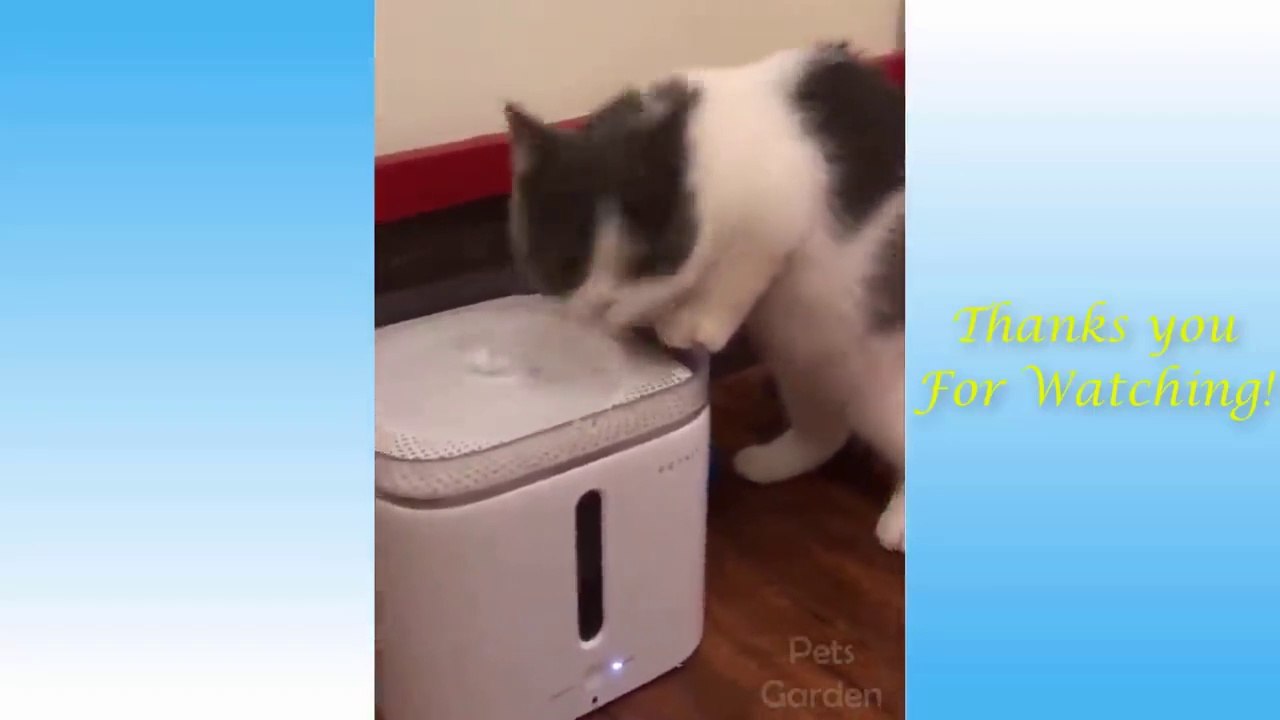 Funny and Cute Cat's Life  Cats and Owners are the best friends Videos