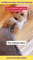 10 Different Way That My Dog Begs