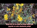 Kanarya otu Senecio Vulgaris faydaları