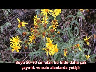 Kanarya otu Senecio Vulgaris faydaları