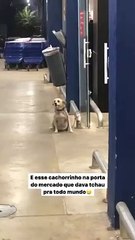 Friendly Dog Waves Goodbye to Supermarket Shoppers