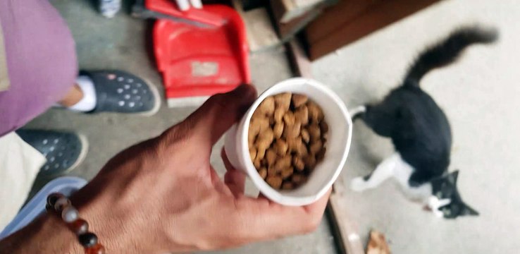 Impatient Kitty Can’t Wait for Its Food