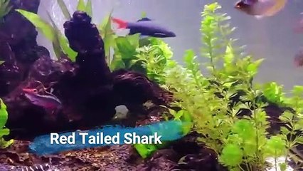 15 Beautiful and Popular Aquarium Predator Ornamental Fish