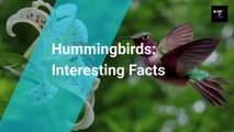 Facts About Hummingbirds | Hummingbirds: Interesting Facts | The Fact By Roman